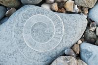 2421 Ammonite Fossil, Lyme Regis
