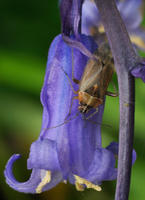 5069 Bluebell and Ground Bug