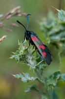 5969 Burnet Moth