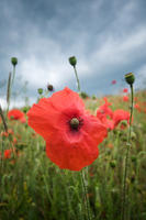 6007 Poppies on the South Downs