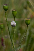 5987 Medium Snail