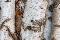 4986 Silver Birch Logs