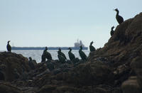 0162 Cormorants in Falmouth Bay